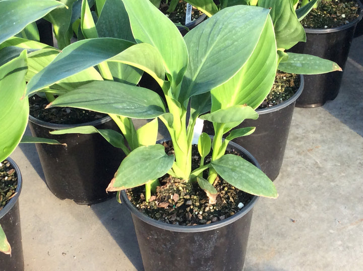Gardener's Blue Ribbon Sturdy Stakes