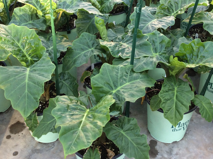 ESPOMA ORG WEED PREVENTER from CORN GLUTEN