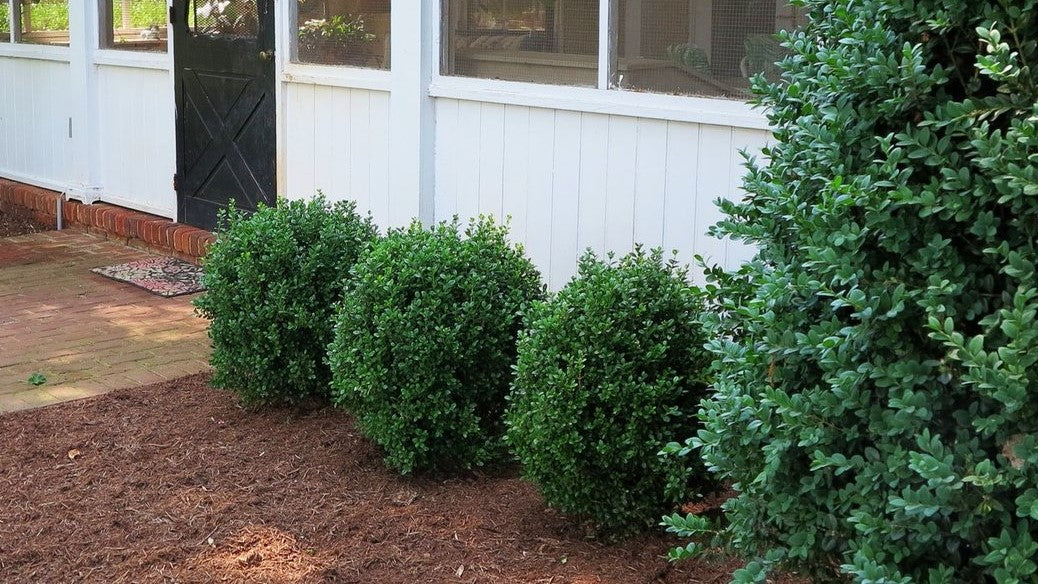 NewGen Freedom® Boxwood (Buxus newgen 'Freedom') - 2 gallon 10"