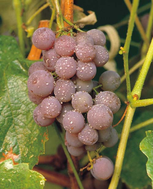 Canadice Grape (Vitis canadice 'Canadice') - 1 gallon