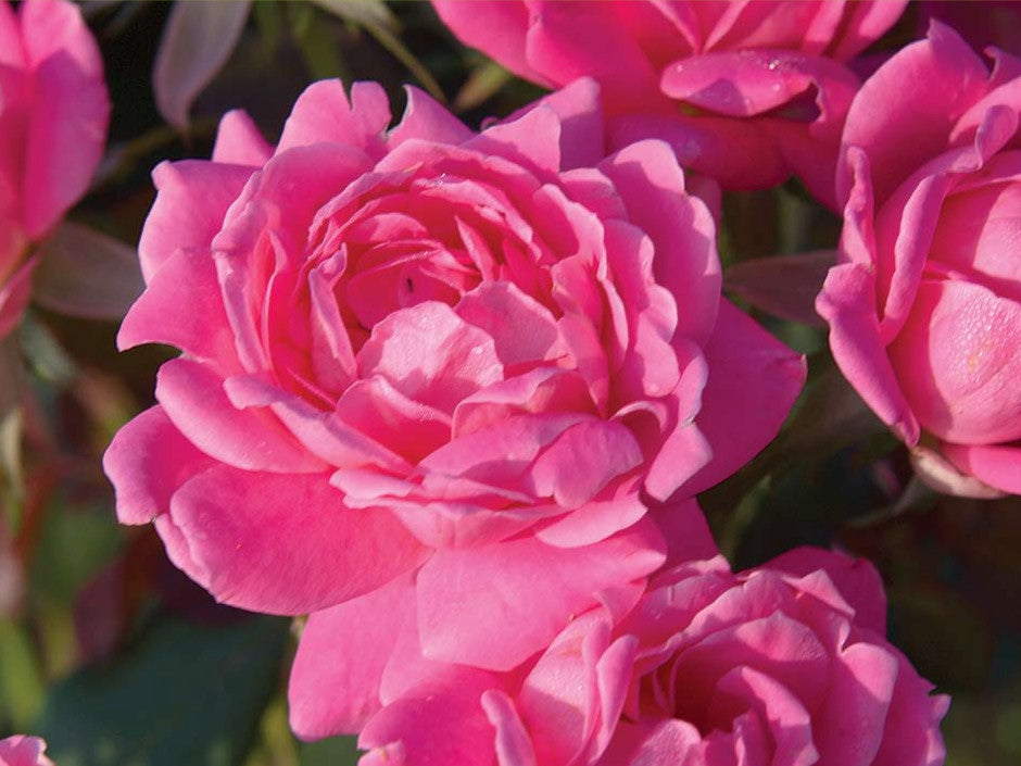 Double Pink Knock Out® Rose (Rosa K.O 'Radtkopink') - 1 gallon