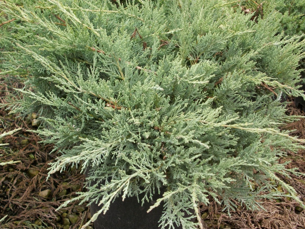 Grey Owl Juniper (Juniperus virginiana 'Grey Owl') - 3 gallon 15"