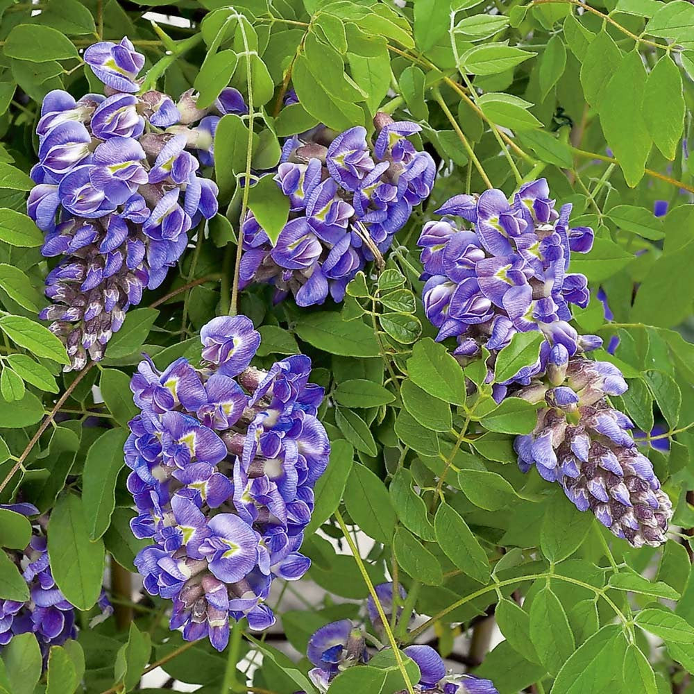 Amethyst Falls Wisteria (Wisteria FR 'Amethyst Falls') - 2 gallon 20" TRELLIS