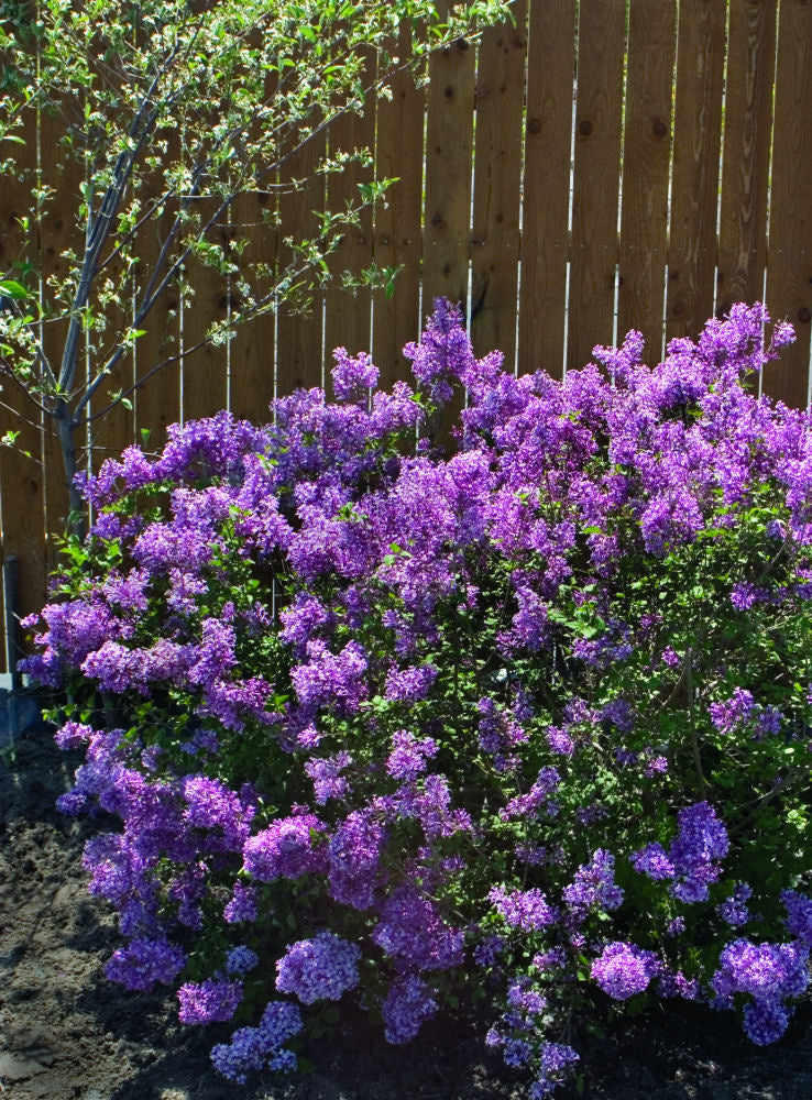 Bloomerang® Dark Purple Lilac (Syringa x 'Penda') - 3 gallon 15"
