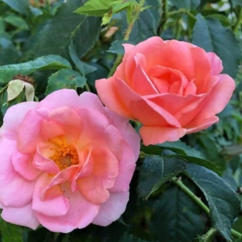 Peachy Knock Out® Rose (Rosa K.O 'Radyod') - 3 gallon