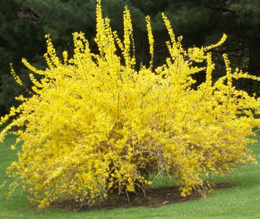 Spring Glory Forsythia (Forsythia x intermedia 'Spring Glory') - 3 gallon 30-36"