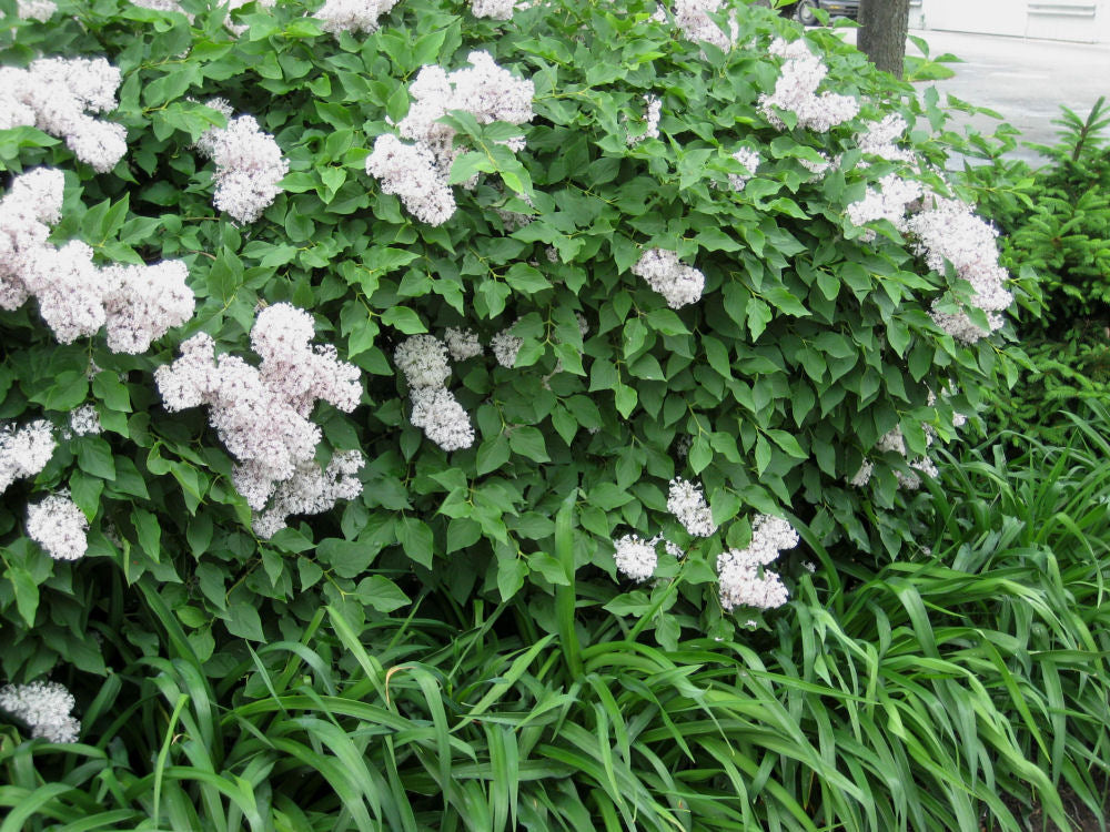 Miss Kim Lilac (Syringa patula 'Miss Kim') - 3 gallon 15"
