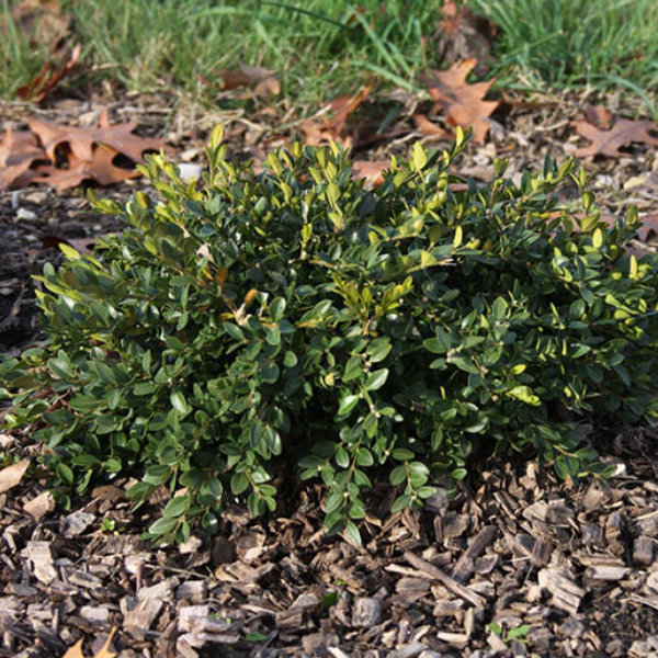 Flat-tery™ Boxwood (Buxus x 'Flat-Tery') - 3 gallon 12"