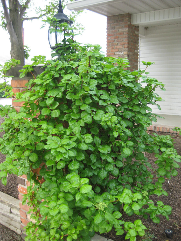 Climbing Hydrangea (Hydrangea arborescens 'Petiolaris') - 3 gallon 30" TRELLIS
