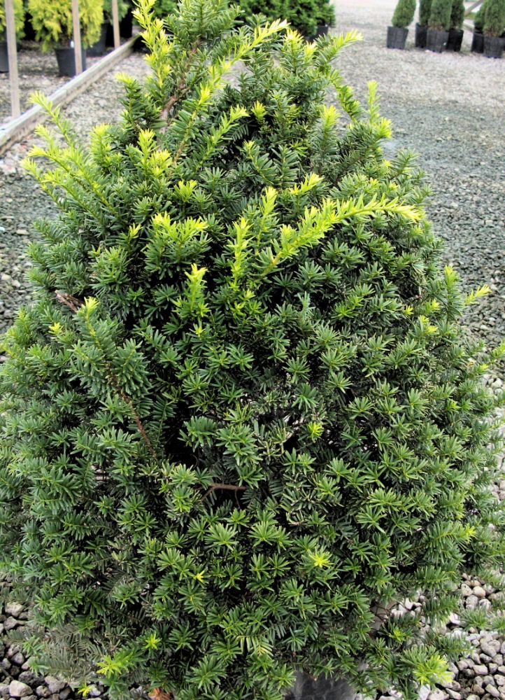 Captain™ Pyramidal Yew (Taxus cuspidata 'Captain') - 3 gallon 36"