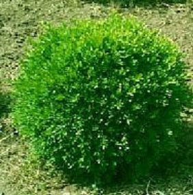 Franklin's Gem Boxwood (Buxus microphylla 'Franklin's Gem') - 2 gallon 10"