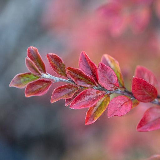Autumn Inferno® Cotoneaster (Cotoneaster 'Autumn Inferno') - 3 gallon 18"