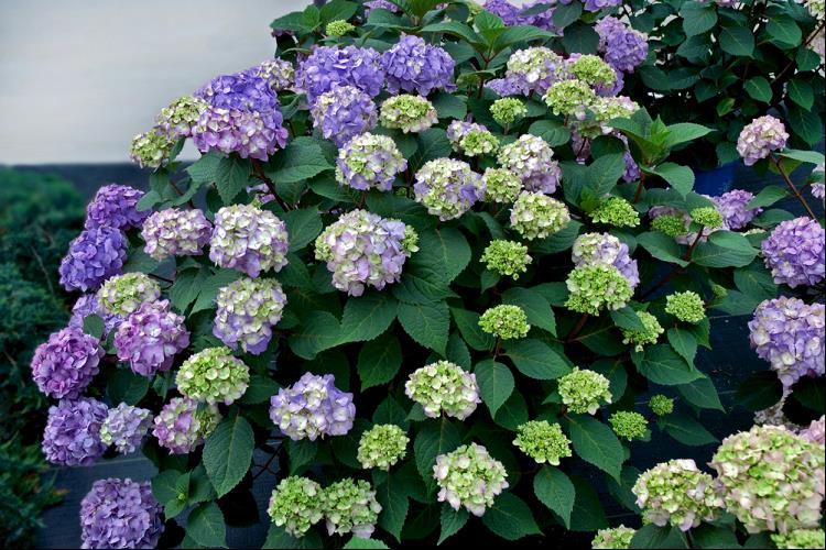 BloomStruck® Hydrangea (Hydrangea macrophylla 'Bloomstruck') - 2 gallon
