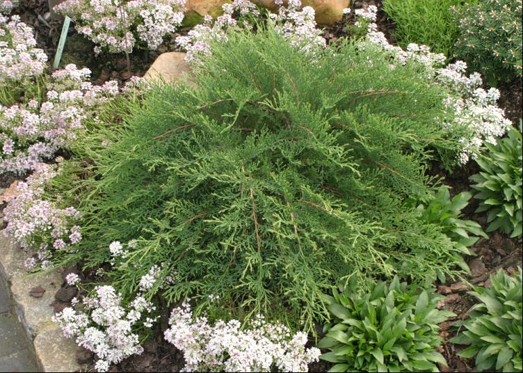 Celtic Pride® Siberian Cypress (Microbiota D 'Celtic Pride') - 3 gallon 15"