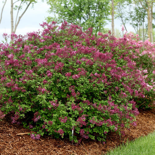 Syringa Bloomerang Dark Purple Lilac