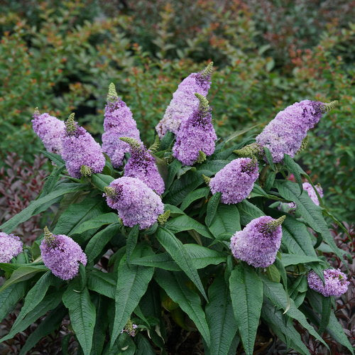 Buddleia Proven Winners