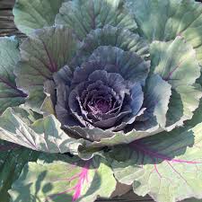 Purple cabbage