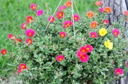 400 Purslane (1801)