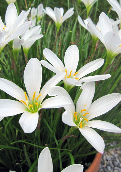 4.5 Rain Lily, White