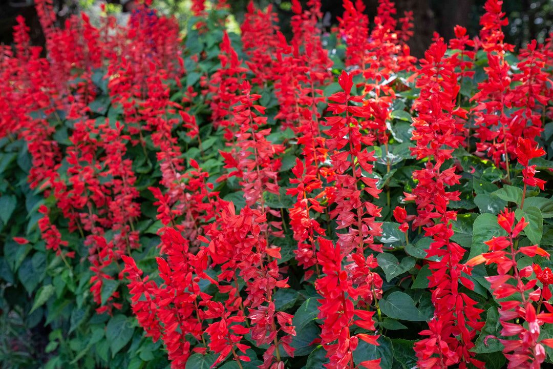 Salvia - Annual