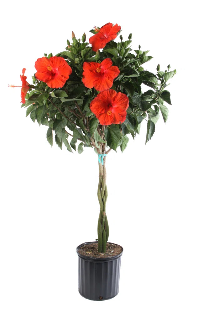 BRAIDED HIBISCUS TREE