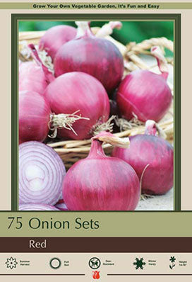 Red Onion Bulb