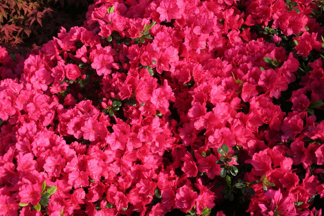 Kimono™ Canzonetta Azalea