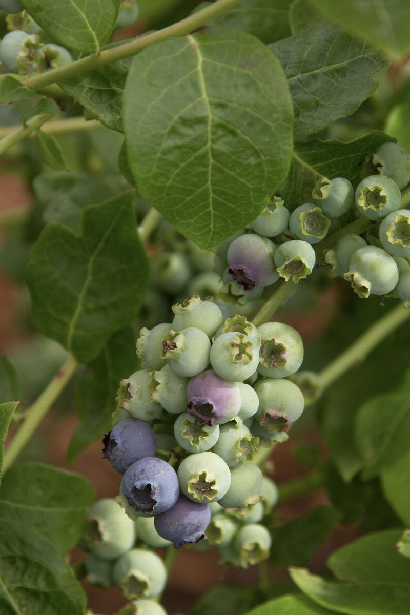 Northland Midseason Blueberry