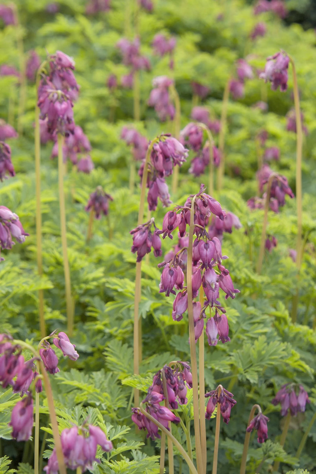 Dicentra Luxuriant Fringed Bleeding Heart