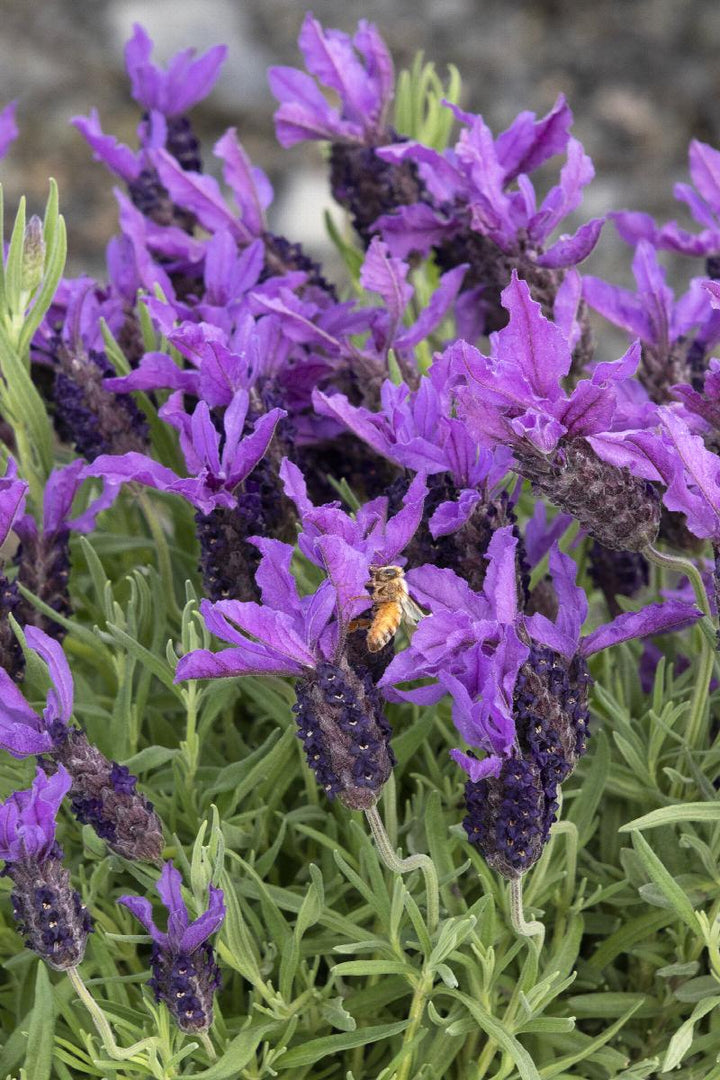 Javelin Forte™ Spanish Lavender