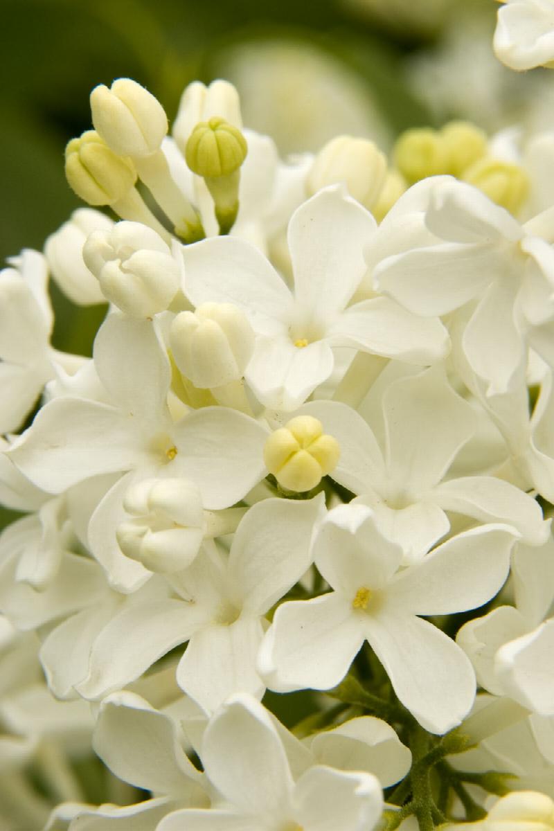 Angel White Lilac