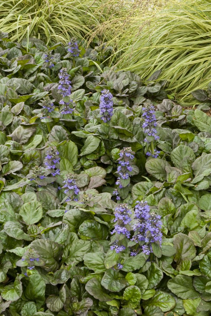 Ajuga 'Bronze Beauty'