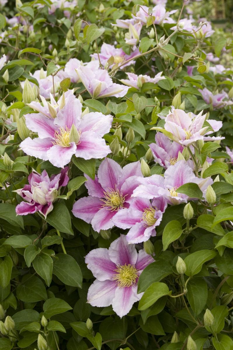 Piilu® Clematis Vine