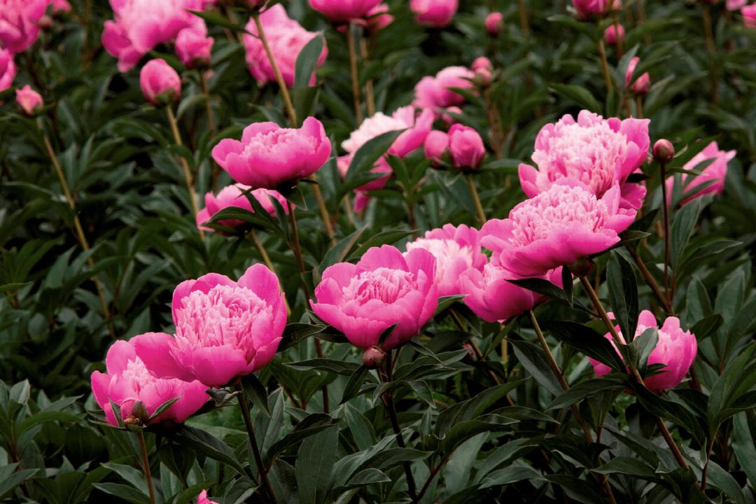 Madame Emile Debatene Double Peony