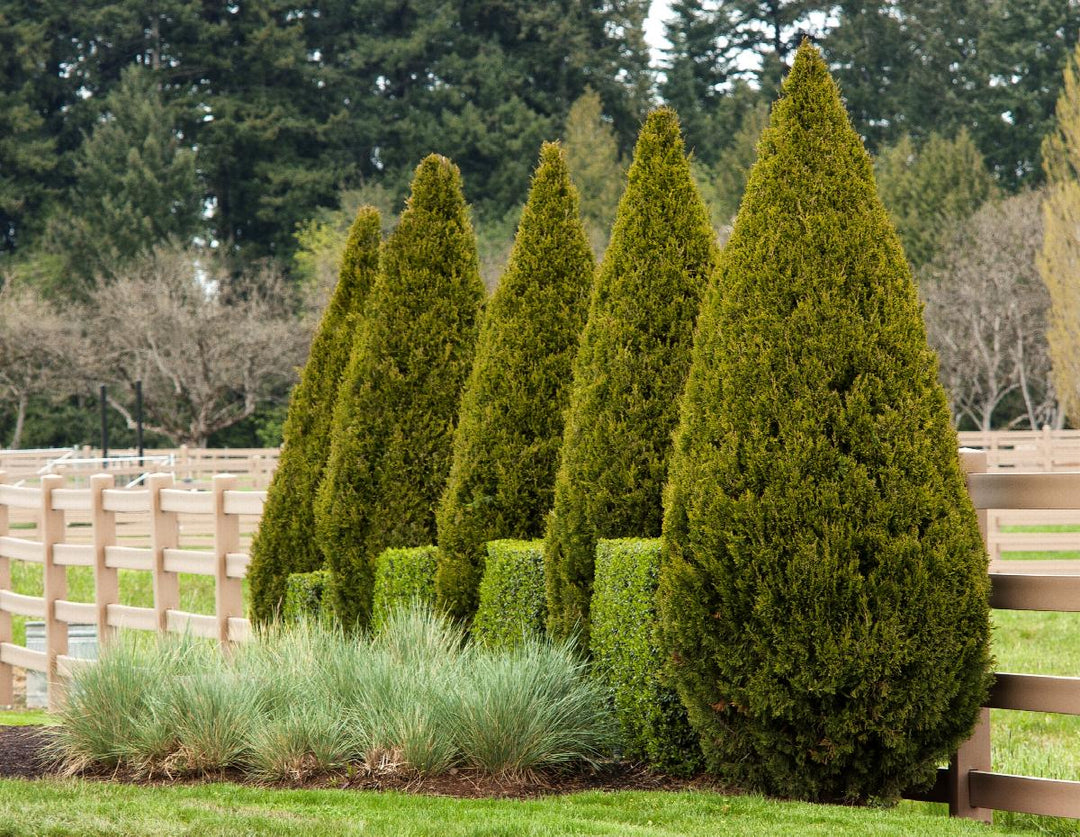 Juniperus chinensis'Spartan'