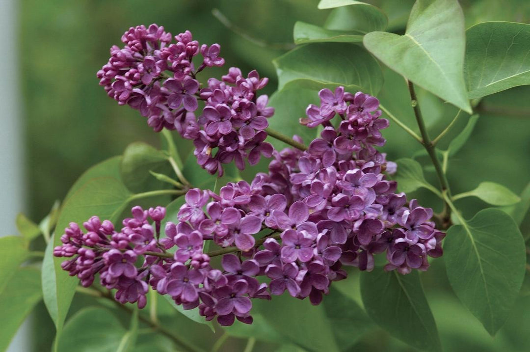 Lilac Syringa Vulgaris 'Ludwig Späeth'