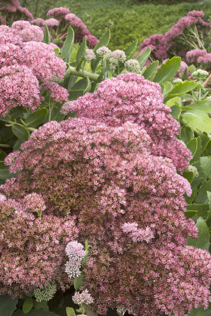 Sedum Vars (Autumn Joy)