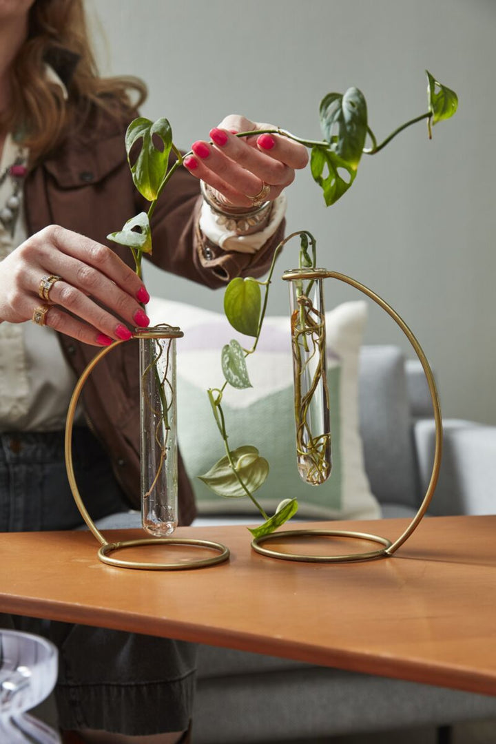 RIVIERA PROPAGATION STAND