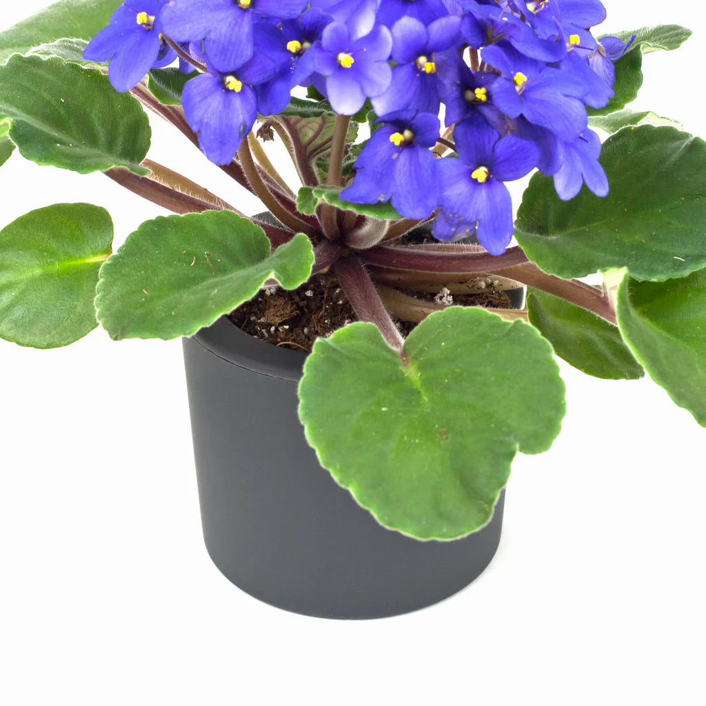 RootCup Planter