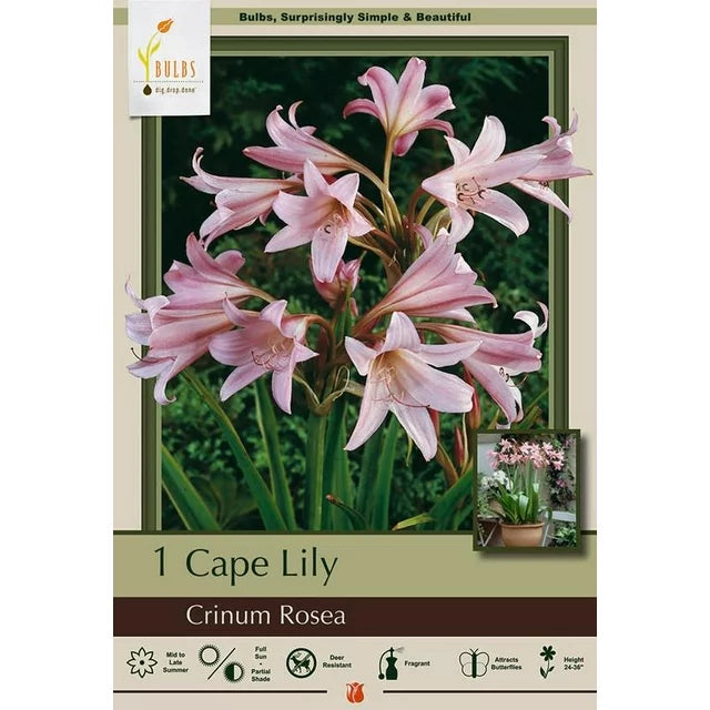 Cape Lily Bulbs