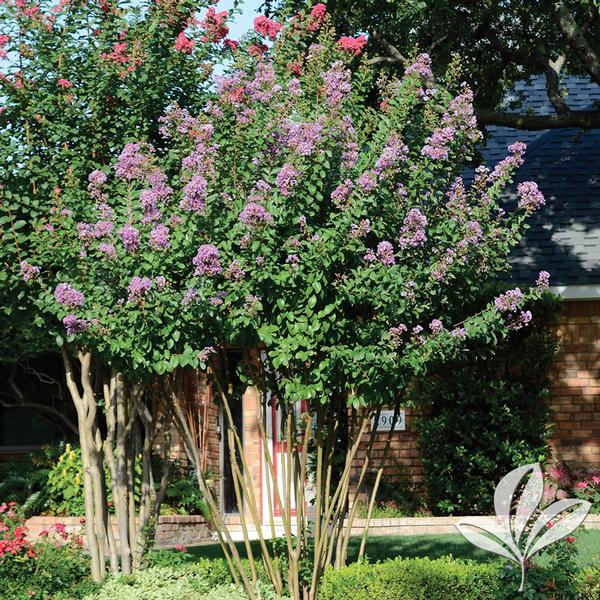Royalty Crapemyrtle