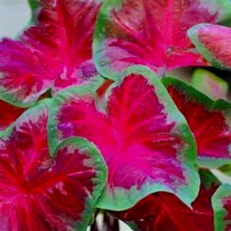Caladium Bulbs