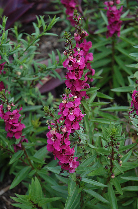 Angelonia Serenita