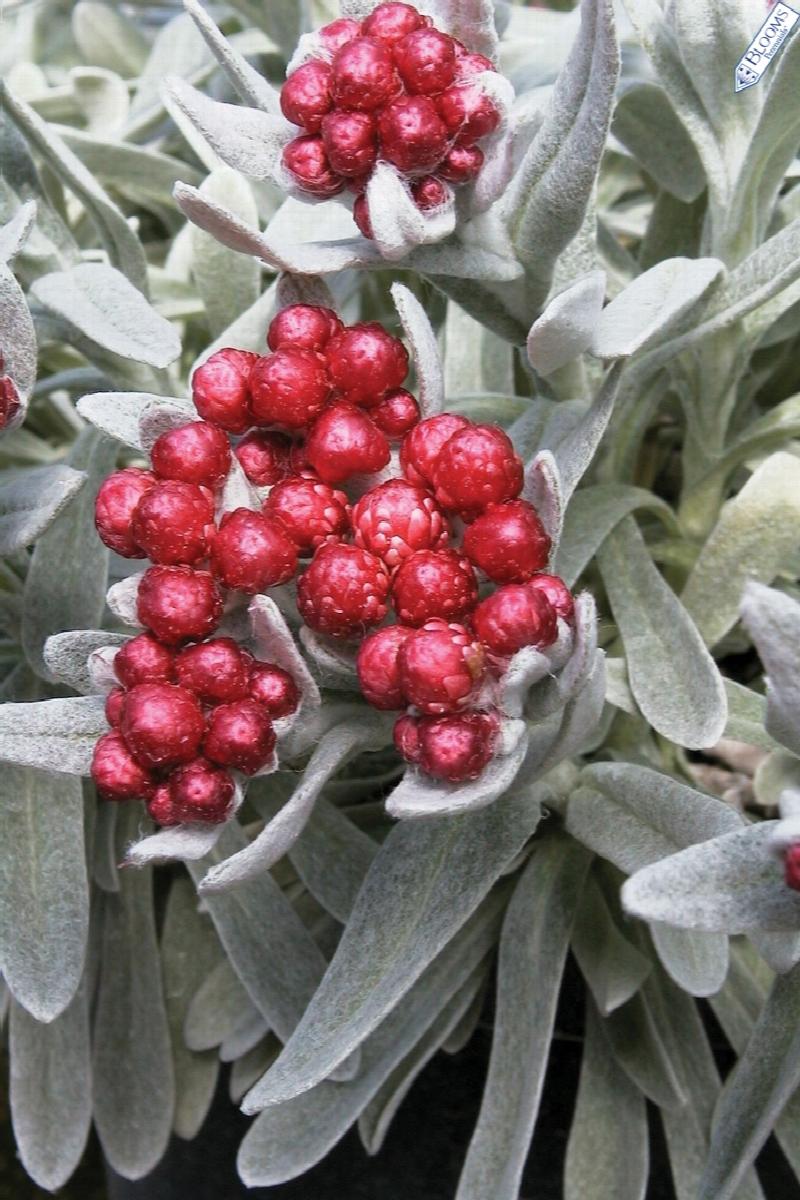 Ruby Cluster Strawflower