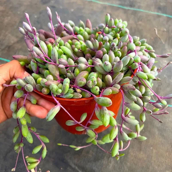 red ruby succulent Ruby Necklace