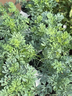RUE MIX
