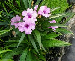 RUELLIA KATIE