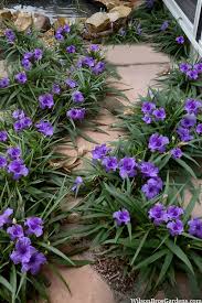 RUELLIA KATIE