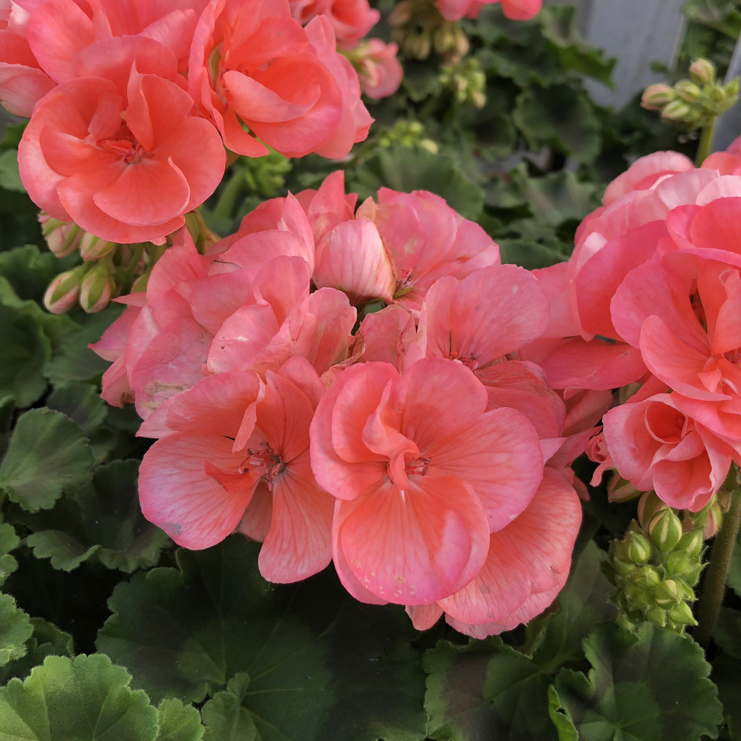 Geraniums