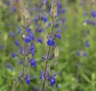 Salvia chamaedryoides